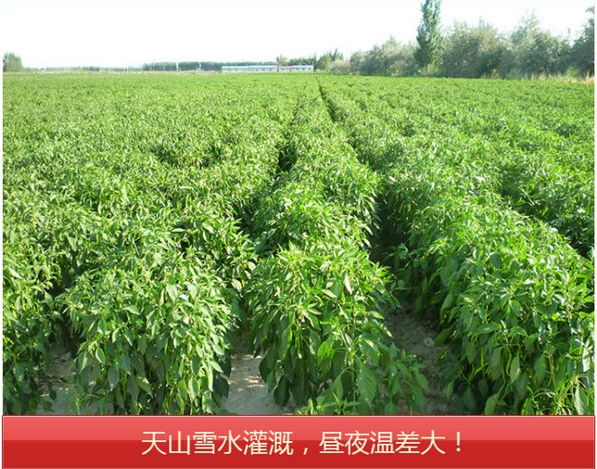 1bd419c92c2f3a1216ab44f1c1488911.jpg 详情页3.jpg