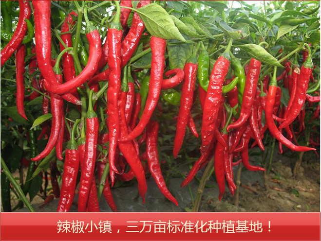 a20669c1bfc02d1535115b17f7670aa6.jpg 详情页4.jpg